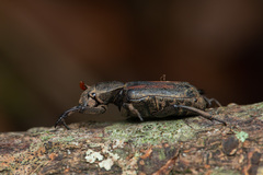 Clinterocera nigra