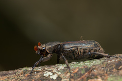 Clinterocera nigra
