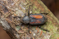 Clinterocera nigra