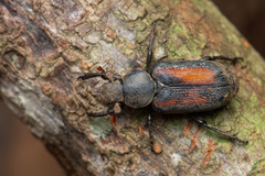 Clinterocera nigra