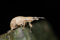 Dermatoxenus caesicollis