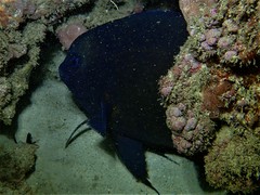 Parma occidentalis