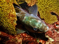 Notolabrus parilus