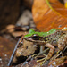 Swinhoe's Frog - Photo (c) Ben Tsai蔡維哲, some rights reserved (CC BY-NC), uploaded by Ben Tsai蔡維哲