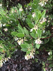 Arctostaphylos virgata