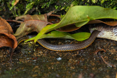 Calamaria pavimentata