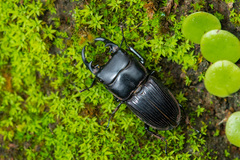 Aegus laevicollis formosae