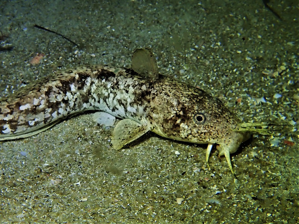 Whitelip Catfish