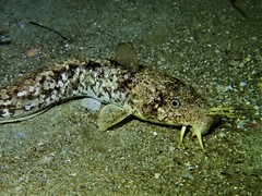 Whitelip Catfish photo 1