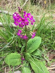Primula miyabeana