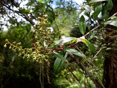 Gaultheria paniculata