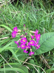 Primula miyabeana