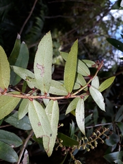 Gaultheria paniculata