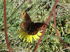 Erebia triarius