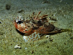 Maxillicosta scabriceps