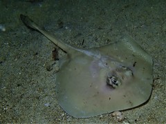 Trygonoptera personata