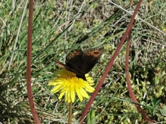 Erebia triarius
