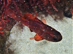 Vincentia punctata