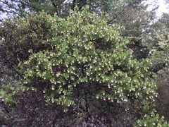 Arctostaphylos virgata
