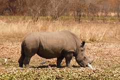 Ceratotherium simum simum