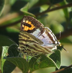 Cigaritis natalensis