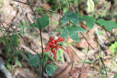 Passiflora aurantia aurantia