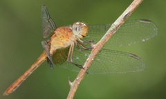 Erythrodiplax ochracea