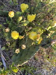 Opuntia lata