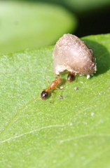 Tetramorium bicarinatum