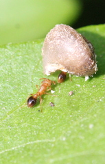 Tetramorium bicarinatum