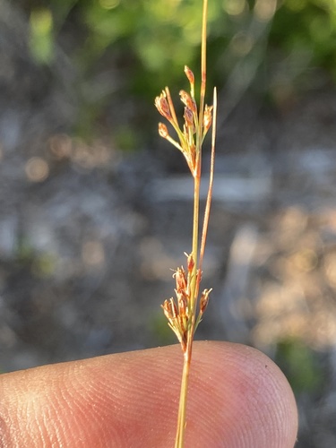Capillary hairsedge (Bulbostylis ciliatifolia)