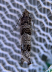 Pseudexentera kalmiana