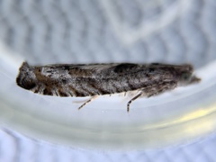 Pseudexentera kalmiana