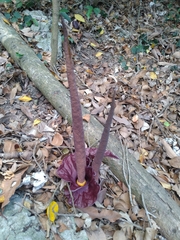 Amorphophallus henryi