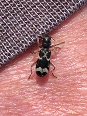 Thanasimus undatulus