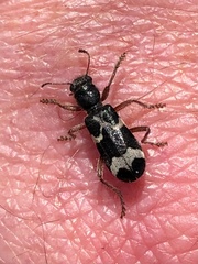 Thanasimus undatulus