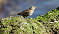 Passerculus sandwichensis beldingi