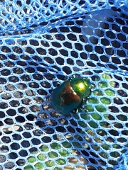 Chrysolina graminis