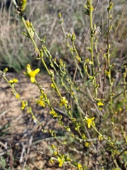 Senecio pubigerus
