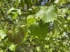 Corylus colurna