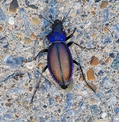 Carabus schoenherri