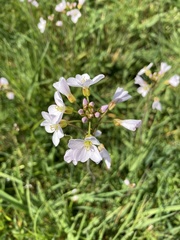 Cardamine pratensis