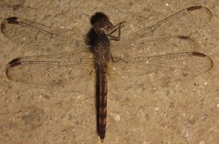 Erythrodiplax longitudinalis