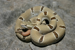Crotalus morulus