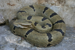 Crotalus morulus