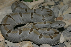 Crotalus morulus