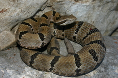 Crotalus morulus