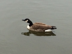 Branta canadensis