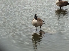 Branta canadensis