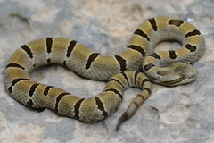 Crotalus morulus